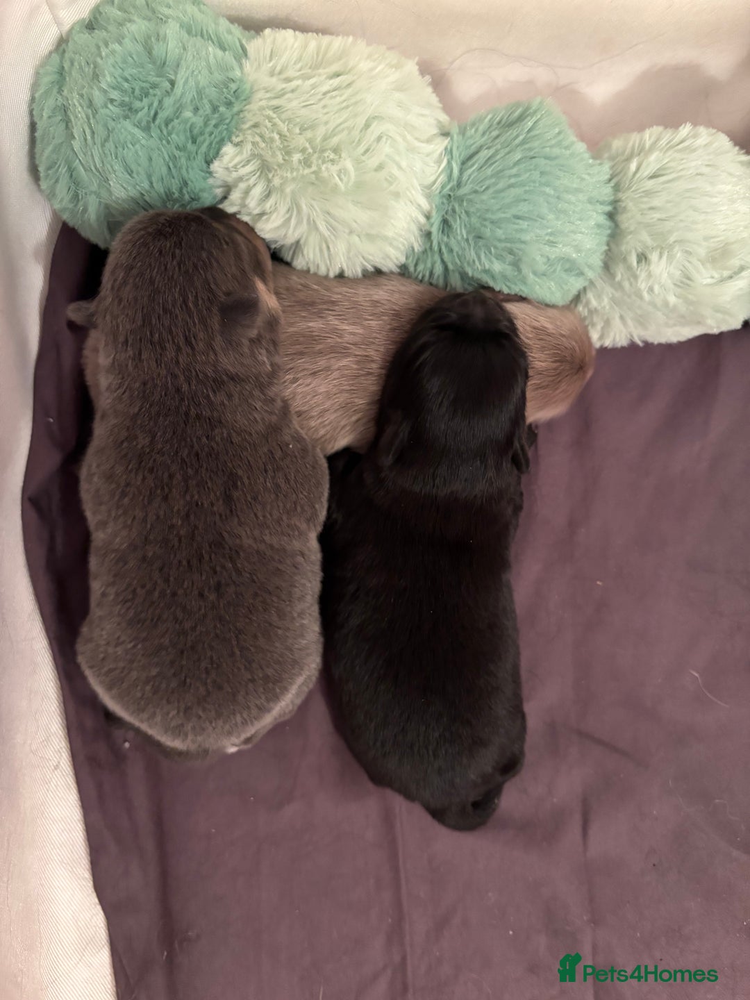 Pomchi dogs for sale: Primrose’s precious pomchi babies - Advert 17