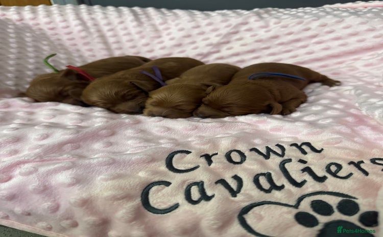 Cavapoo dogs - Advert 3