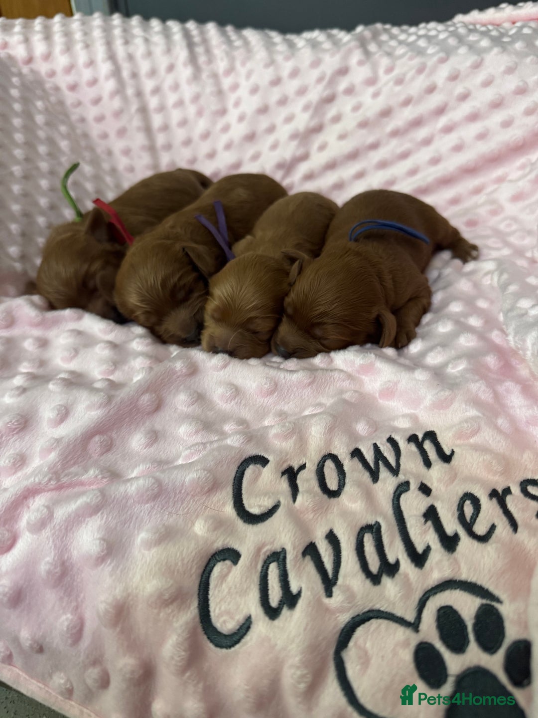 Cavapoo dogs for sale: F1 RED CAVAPOOS LICENSED KC HEALTH TESTED PARENTS  - Image 2