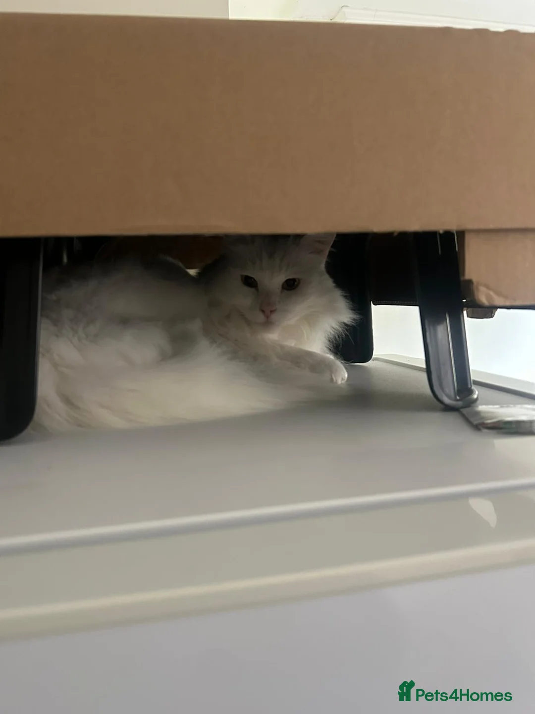 Mixed Breed cats for sale: Good looking Maine Coon Mix (outdoor cat) - Advert 2