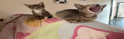 Mixed Breed cats for sale: Kittens looking for a forever home - Advert 15