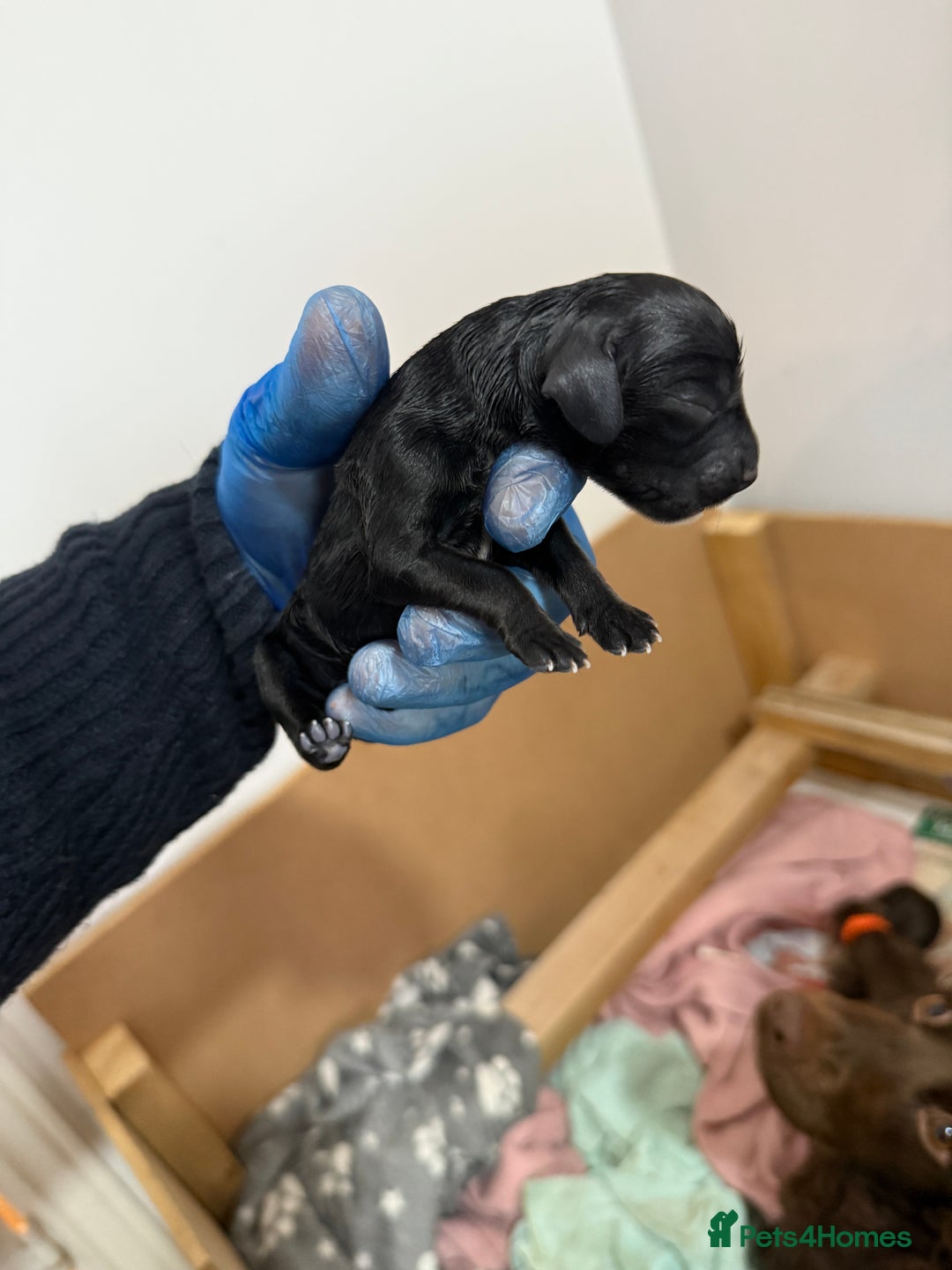 Cocker Spaniel dogs for sale: 6 beautiful Cocker Spaniel puppies.  - Advert 7