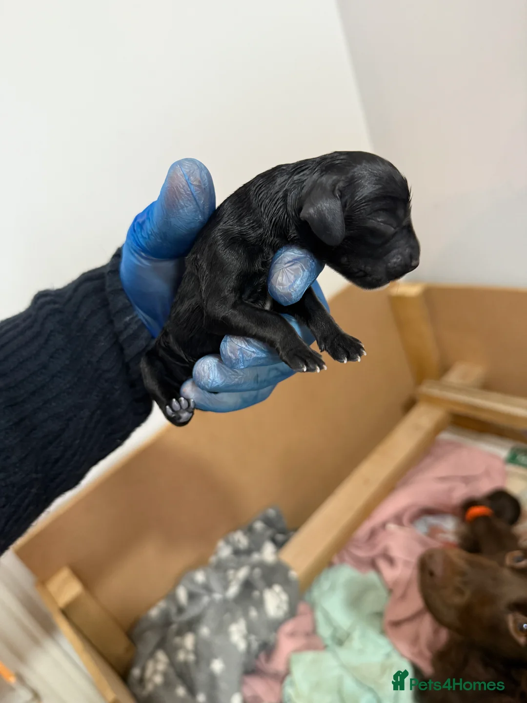 Cocker Spaniel dogs for sale: 3 Cocker Spaniel puppies. AVAILABLE TO VIEW - Advert 8