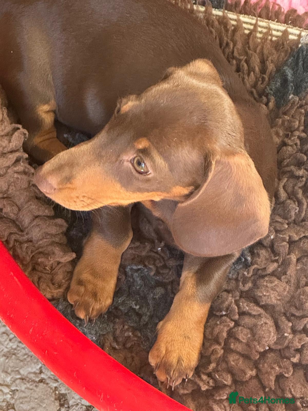 Dachshund dogs  READY NOW!  8 Unique Dachshund Miniature KC Pups - Advert 2