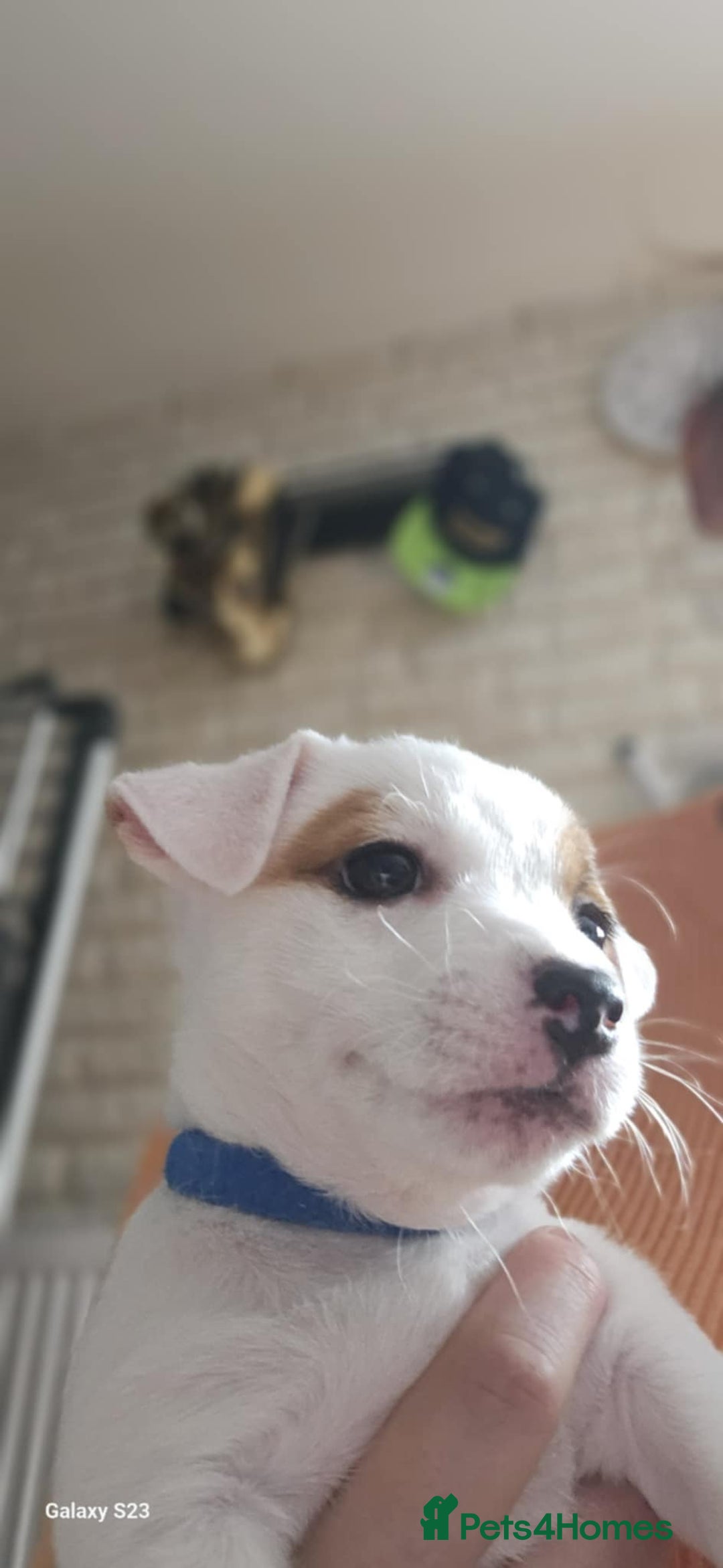 Jack Russell dogs for sale: JACK RUSSELL - Image 7