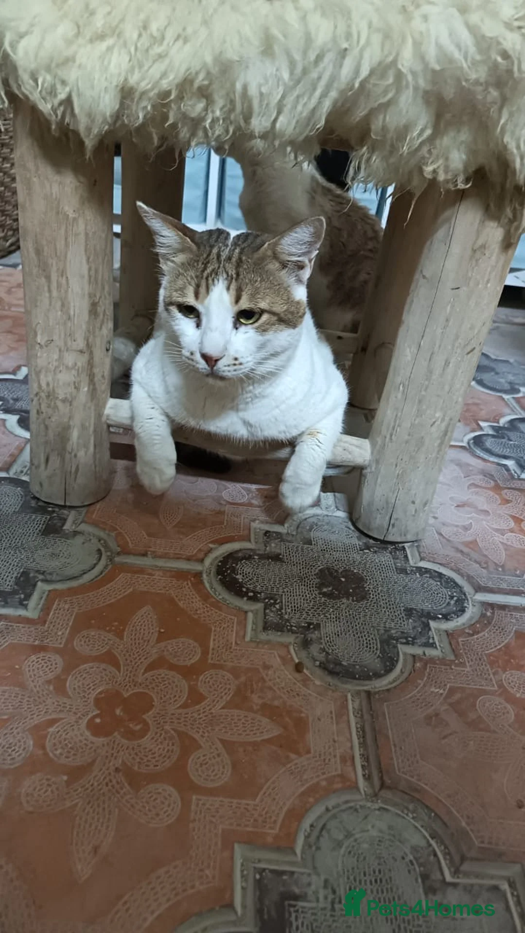 Mixed Breed cats for adoption: Big Julie  - Advert 1