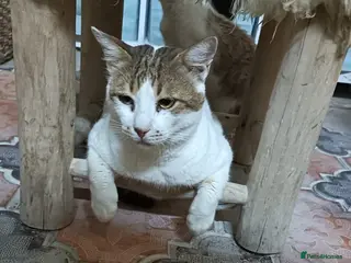 Mixed Breed cats Big Julie - Advert 4