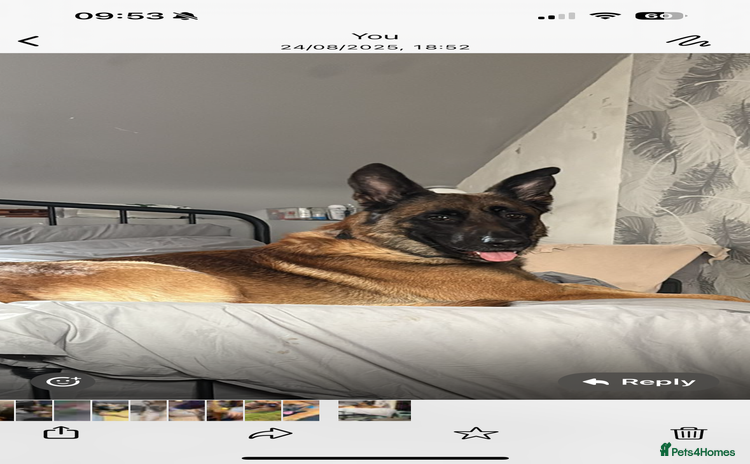 Mixed Breed dogs - Advert 1