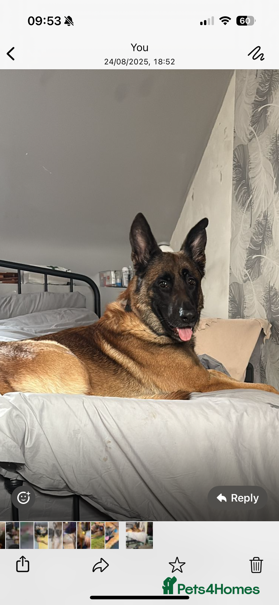 Mixed Breed dogs for sale: 4 yr old German shepherd  - Image 1