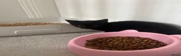 Brazilian Shorthair cats for sale: Beautiful Brazilian Shorthair Kittens - Advert 5