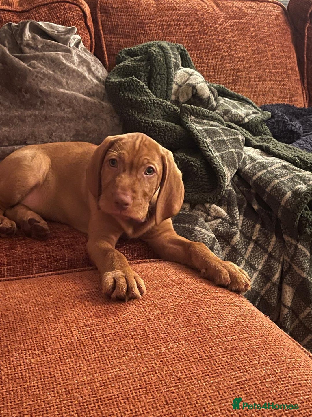 Hungarian Vizsla dogs for sale: Wirehaired Hungarian Visla puppies   - Advert 5