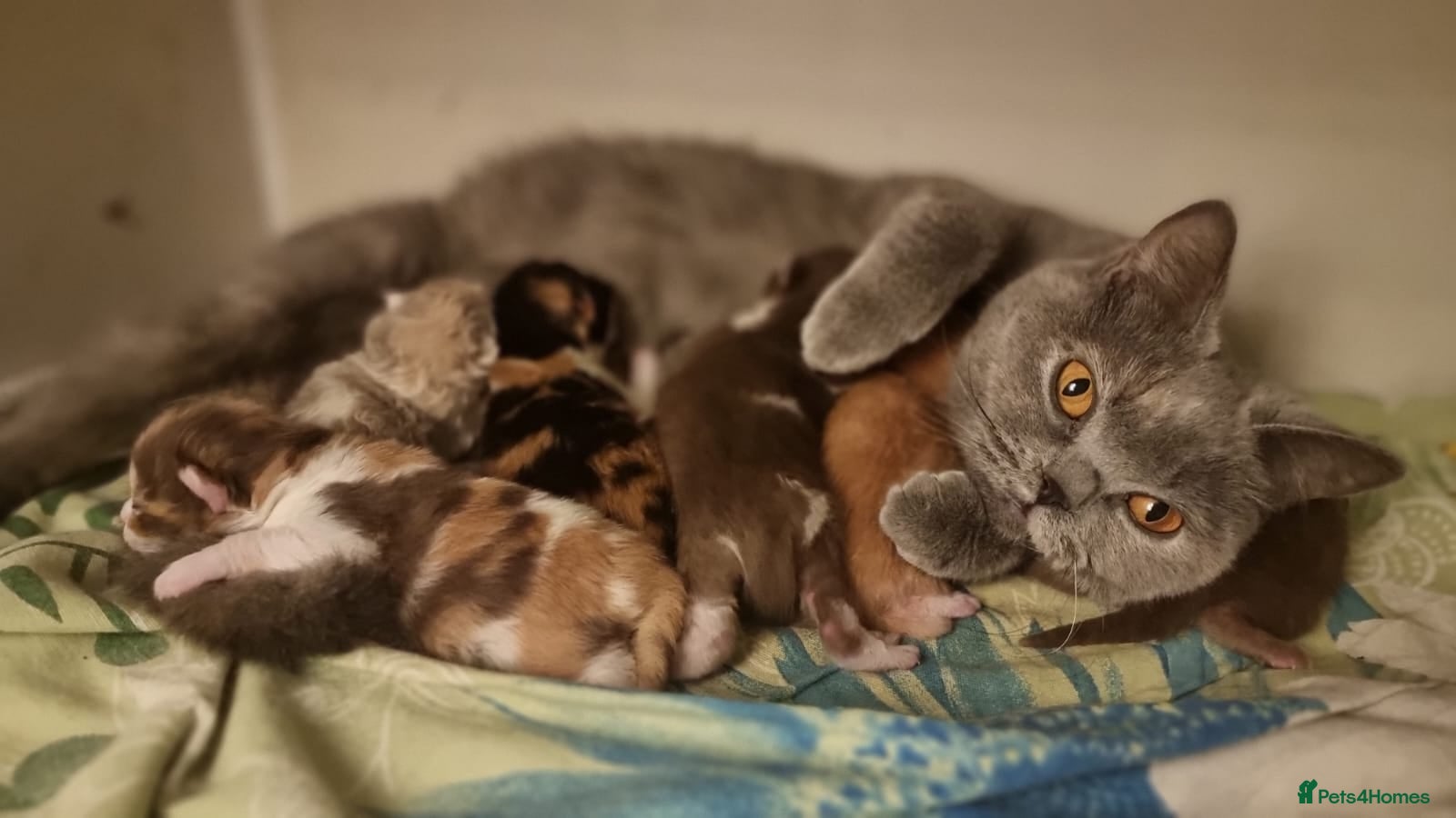 British Shorthair cats Pedigree Registered British Shorthair kittens   - Advert 2