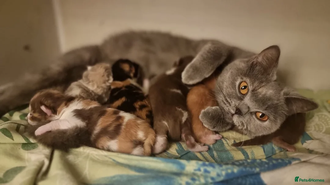 British Shorthair cats for sale: Pedigree Registered British Shorthair kittens   - Advert 1