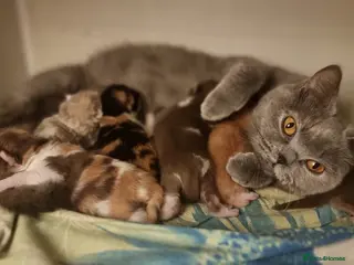 British Shorthair cats Pedigree Registered British Shorthair kittens - Advert 2