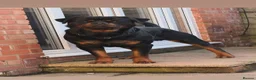 Rottweiler dogs for sale: 2 puppies available  - Advert 28