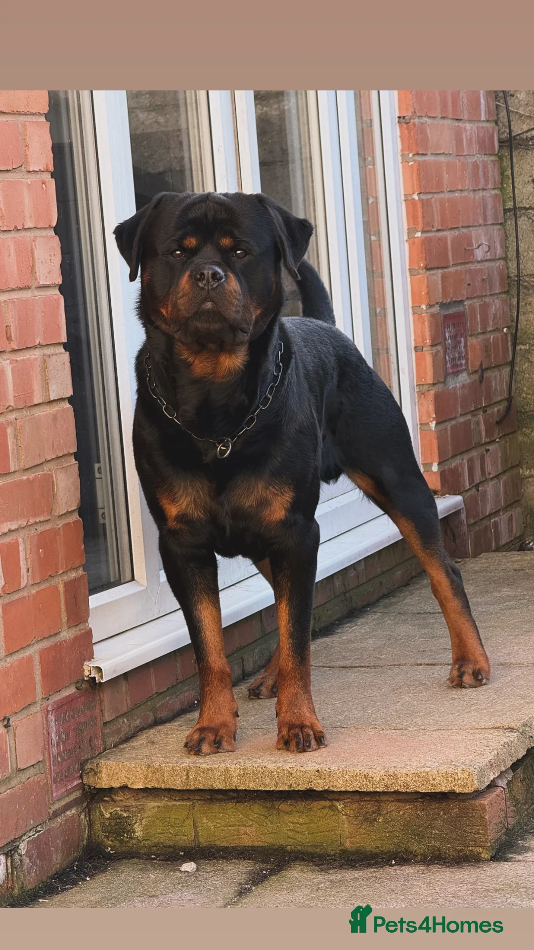 Rottweiler dogs for sale: 2 puppies available  - Advert 28