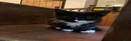 Mixed Breed cats for sale: 3 Litters of Loving and Playful Kittens  - Advert 24