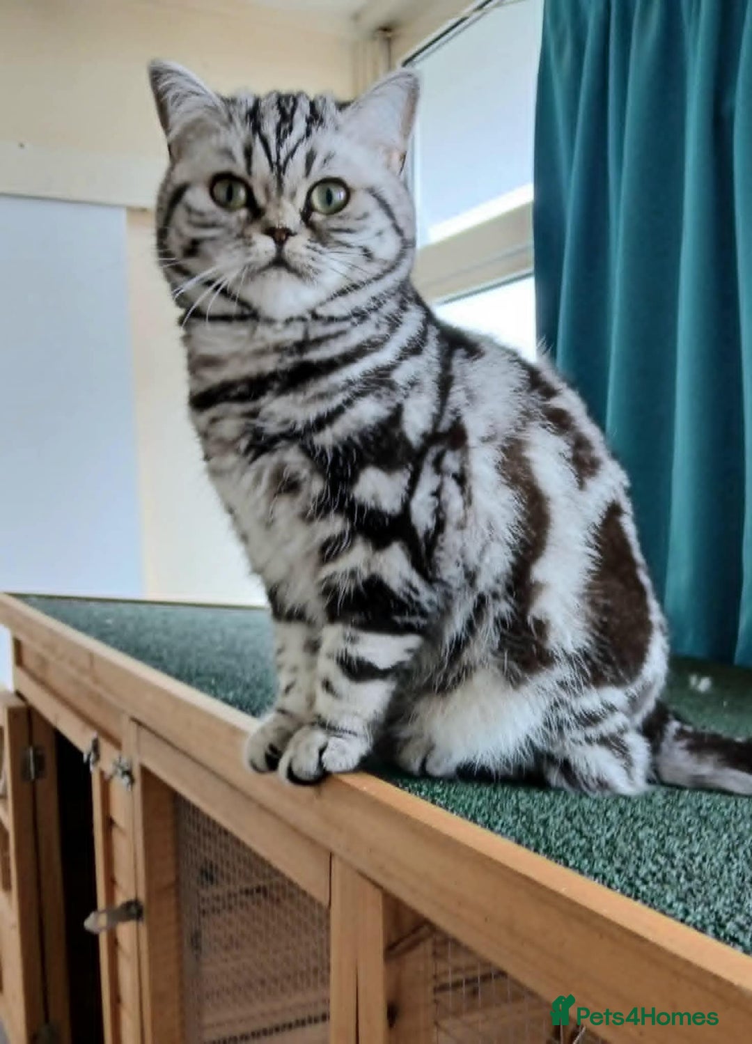 British Shorthair cats for sale: Bsh.  Silver Classic Tabby.Active.  - Advert 1