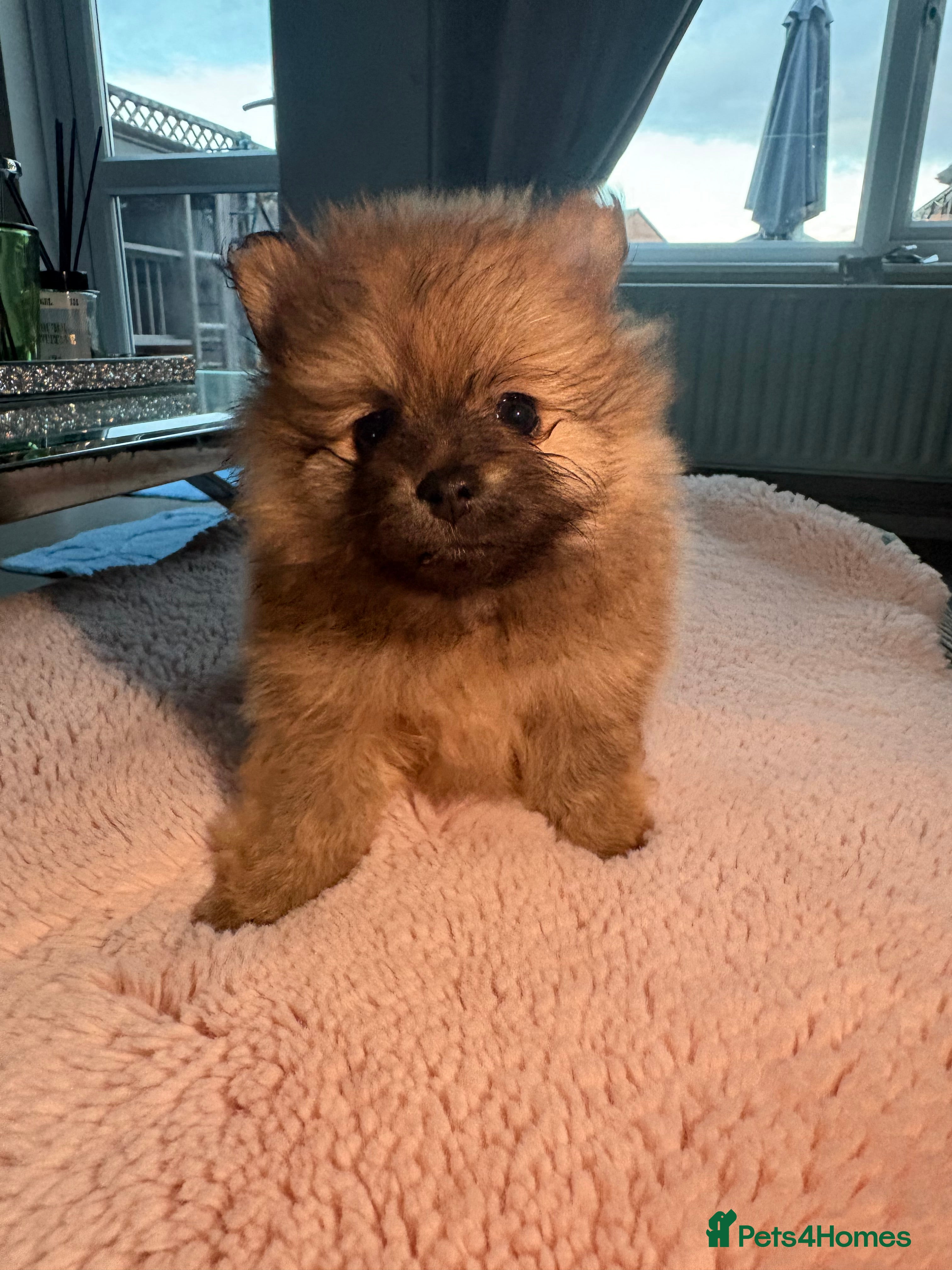 Pomeranian dogs READY IN 2 weeks 🐻Beautiful pomerian puppys 🐾 - Advert 1