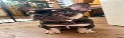 French Bulldog dogs for sale: Fluffy French Bulldog Puppies - Advert 8