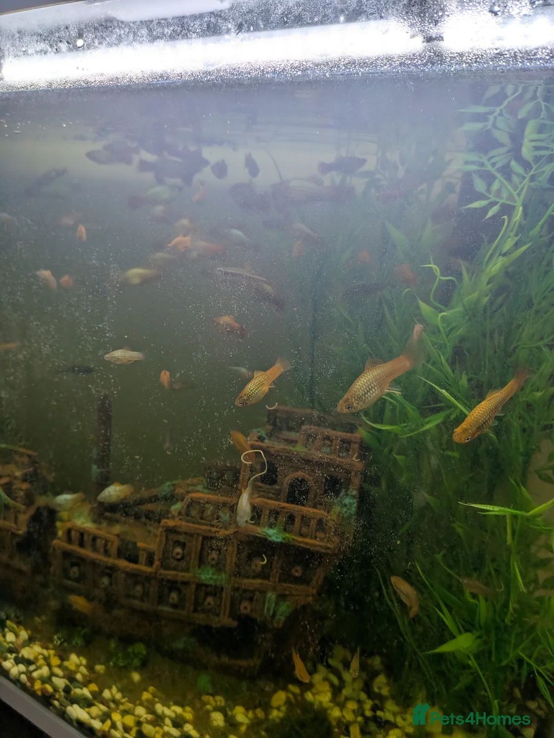 Platies fish for sale: Assorted Platies - Advert 1