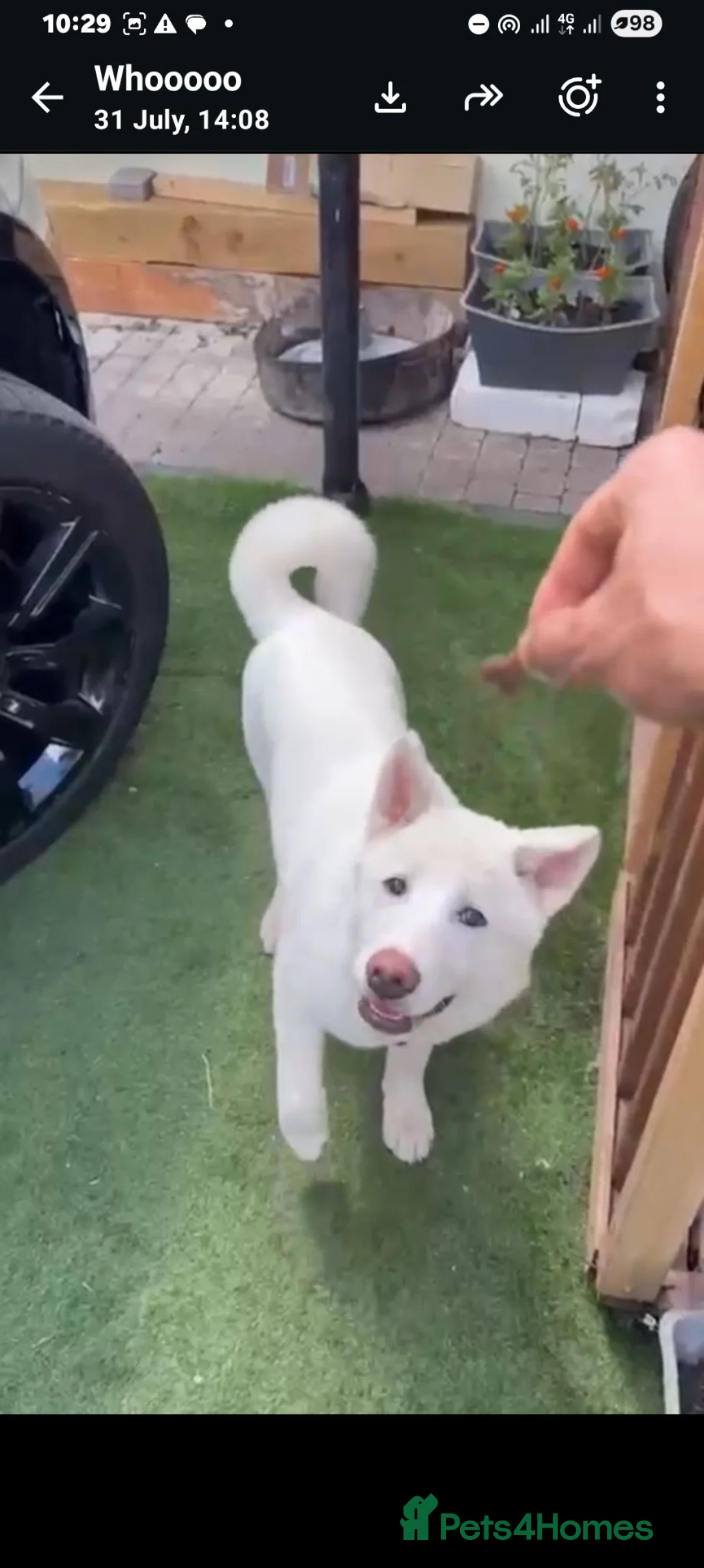Akita dogs for sale: A Beutifull Female Akita  in Gillingham - Advert 2