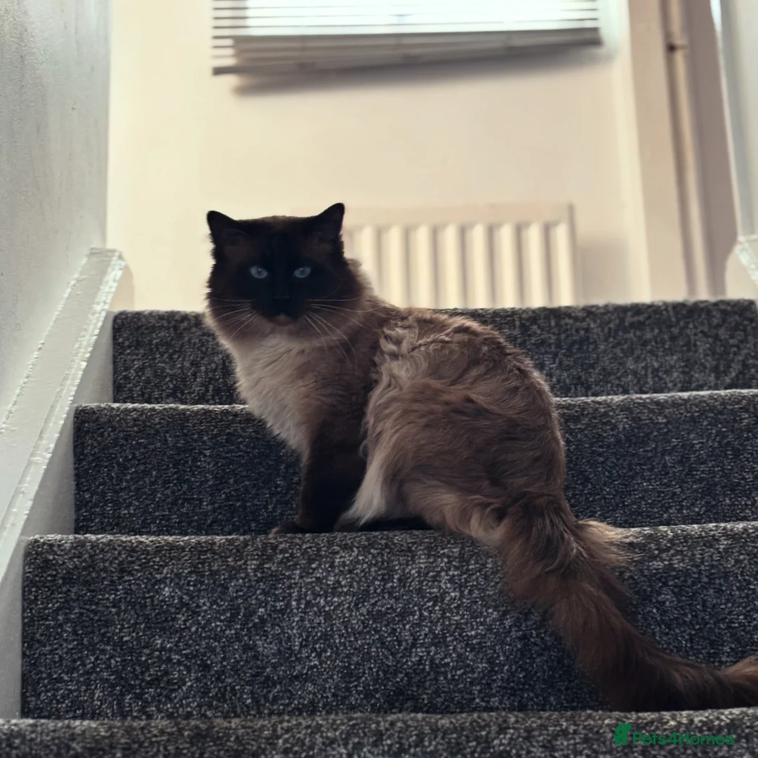 Ragdoll cats for sale: Male ragdoll cat  - Advert 2