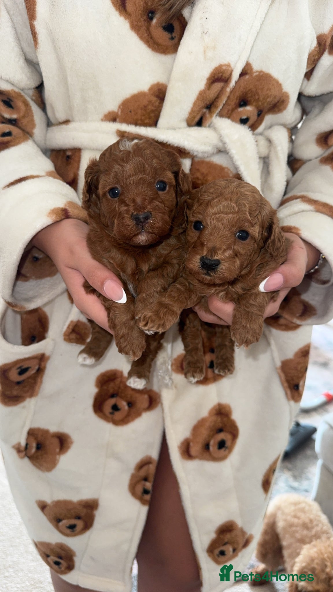 Toy Poodle dogs Toy poodle puppies 2 female  - Advert 1