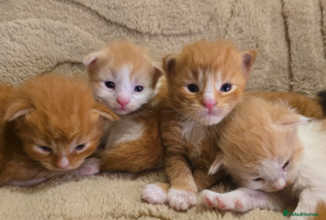 Maine Coon cats for sale: Rare red and white bicolor lMaincoon ready now  - Advert 31