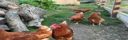 Chickens poultry for sale: Warren Pullets in Bala - Advert 15