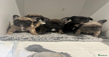 French Bulldog dogs - Advert 12