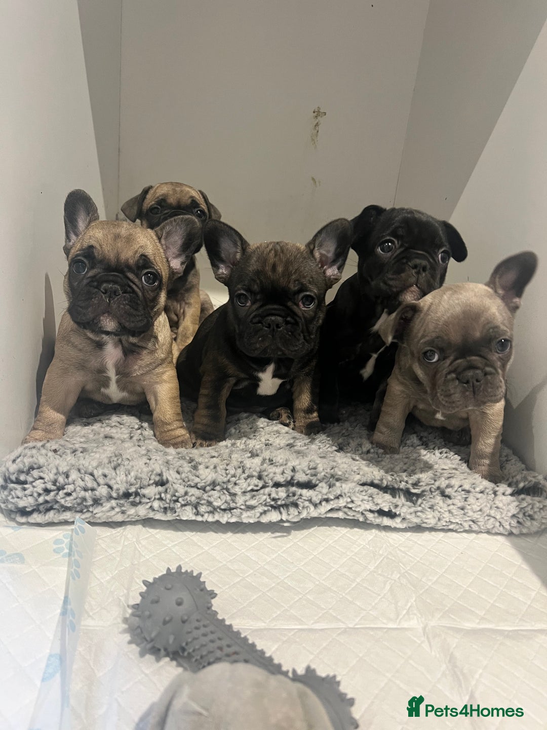 French Bulldog dogs for sale: French Buldog puppies  - Image 2