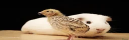 Quail poultry for sale: Quail babies - Advert 3