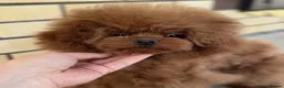 Poodle dogs for sale: Gorgeous Asian Toy Poodles in Sunderland - Advert 1