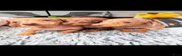 Dachshund dogs for sale: Miniature dachshunds  - Advert 8