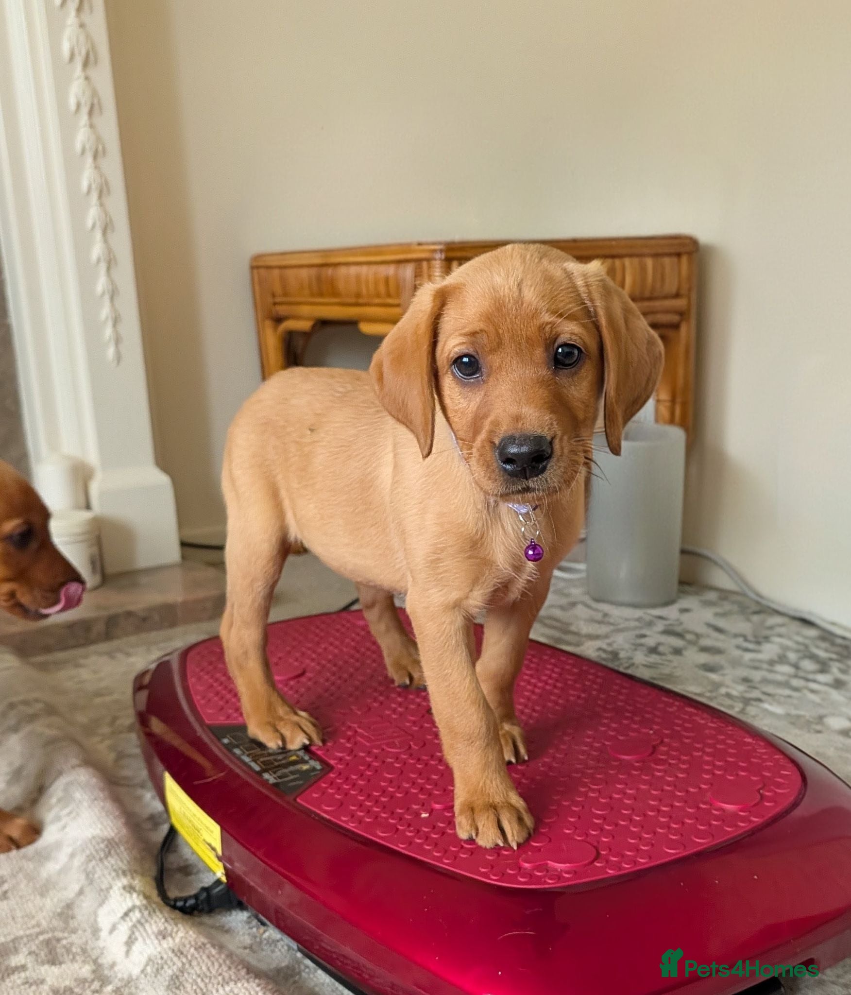 Labrador Retriever dogs Kc registered labrador puppies - Advert 1