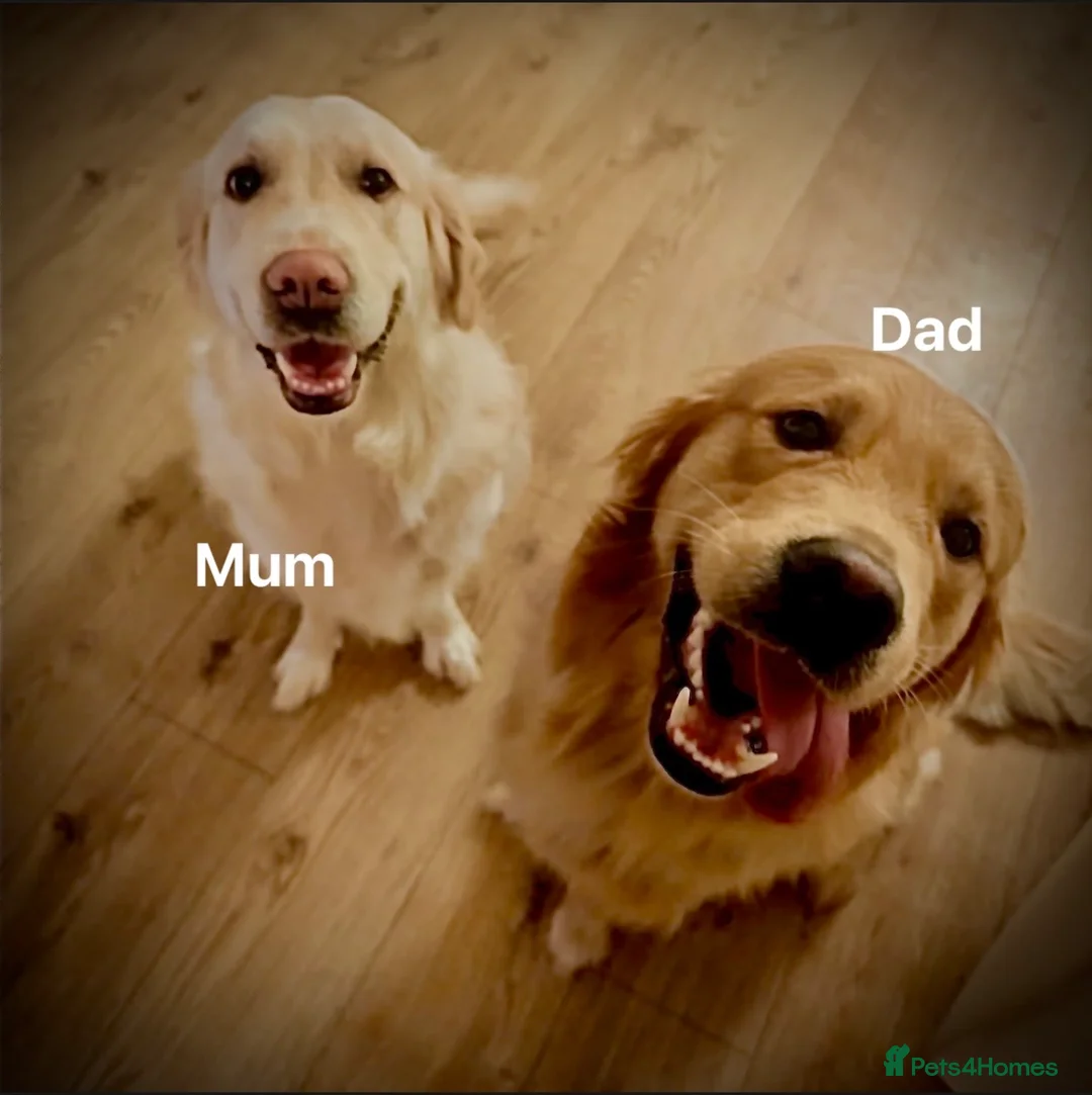 Golden Retriever dogs for sale: February Litter Announcement  - Advert 2