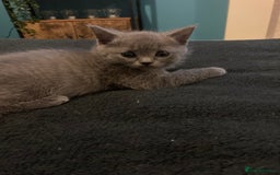 Scottish Fold cats for sale: Beautiful Scottish fold kittens - Image 32
