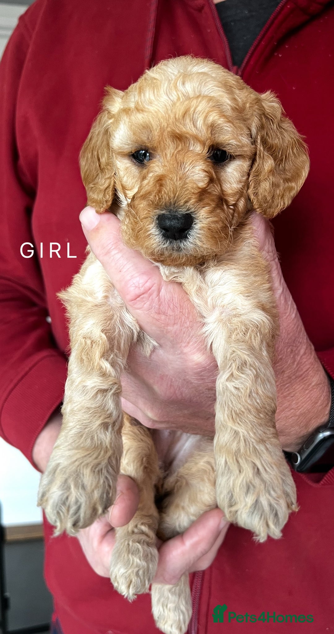Goldendoodle dogs for sale: One Beautiful girl mini golden doodle available  - Advert 15