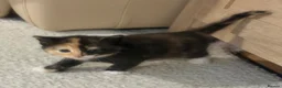 Mixed Breed cats for sale: 3 Beautiful kittens left (read description) 🌟 🐱  - Advert 7