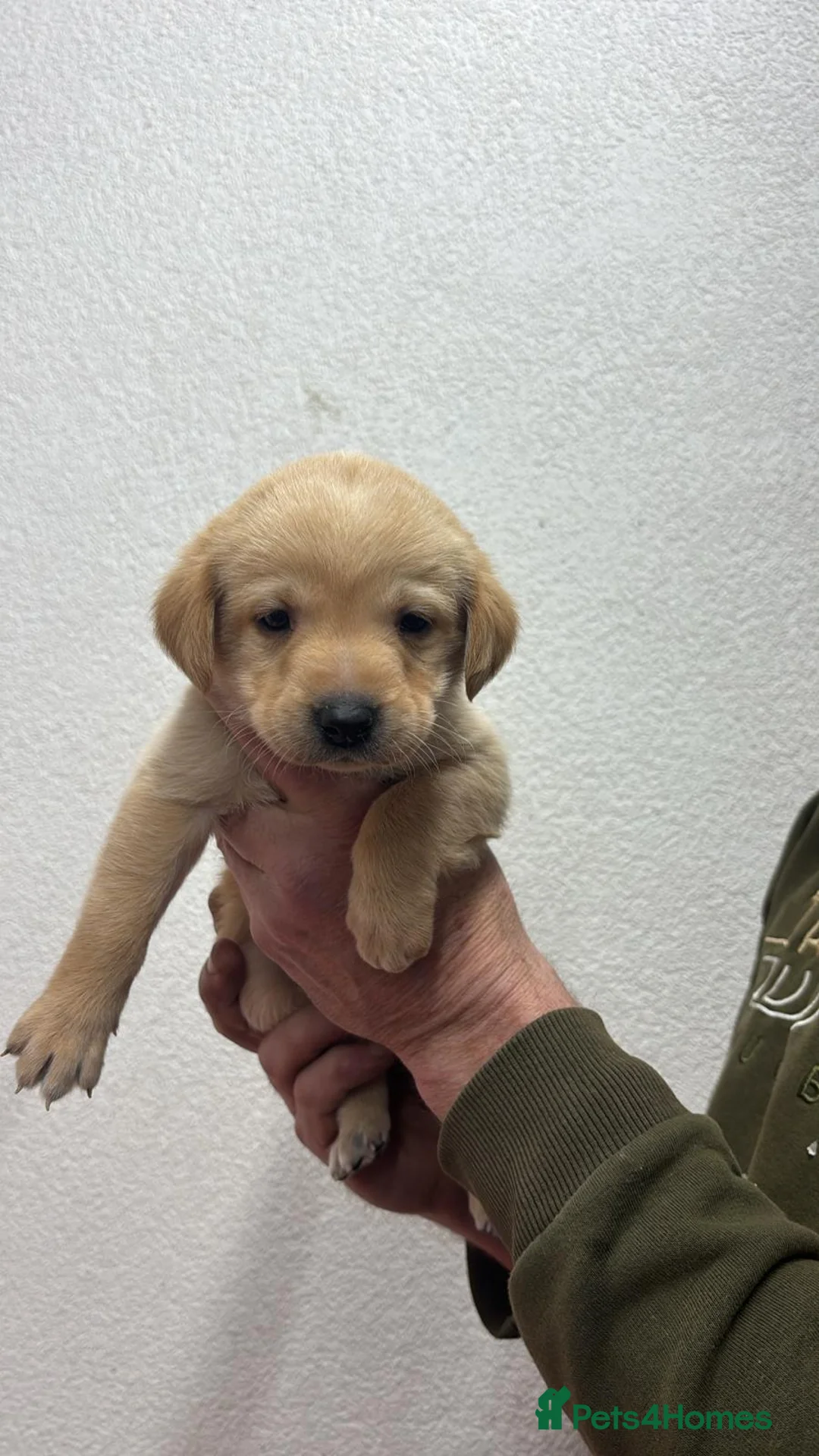 Labrador Retriever dogs for sale: Working Labrador puppies for sale, south Wales’s  - Advert 9