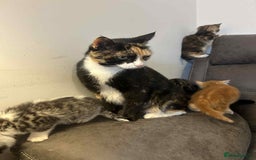 British Shorthair cats for sale: Stunning kittens available  - Image 33