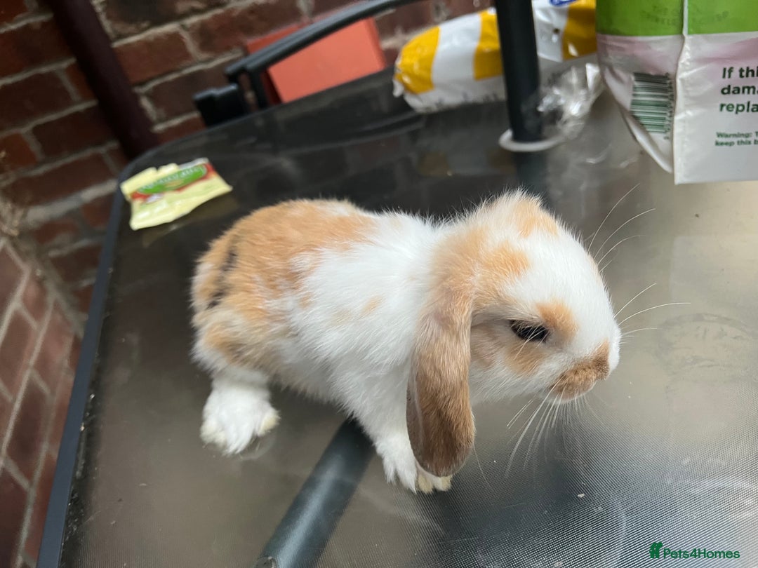 Mini Lop rabbits for sale: Mini lop  - Image 3