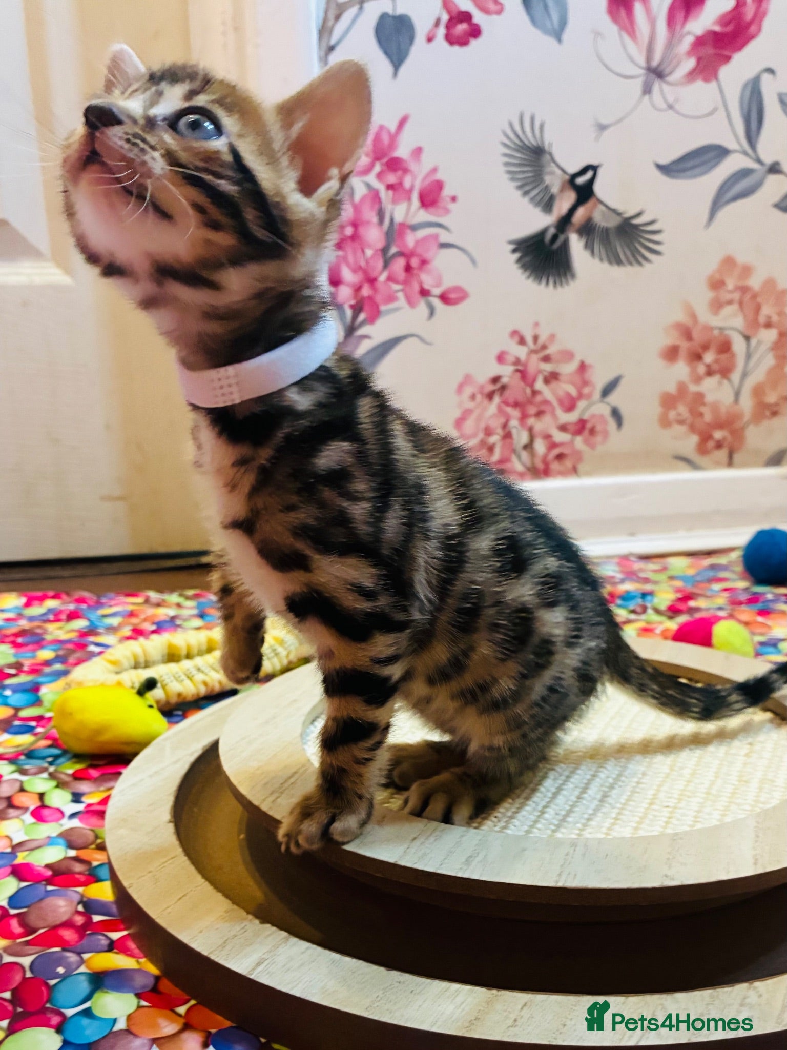 Bengal cats Beautiful Bengal Kittens - Advert 2