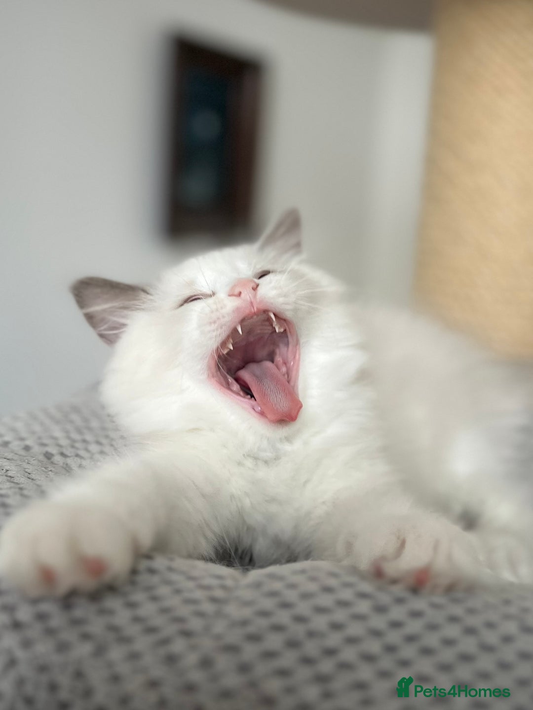 Ragdoll cats for sale: Beautiful Ragdoll girls - ready to reserve now! - Image 18