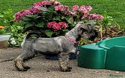 Miniature Schnauzer dogs for sale: Vaccinated and health Checked Mini Schnauzer Pups - Image 8