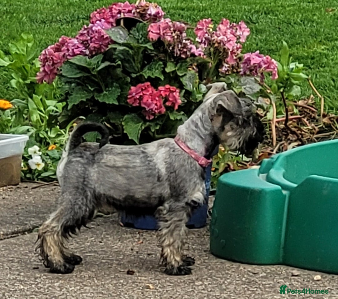 Miniature Schnauzer dogs for sale: Vaccinated and health Checked Mini Schnauzer Pups - Image 8