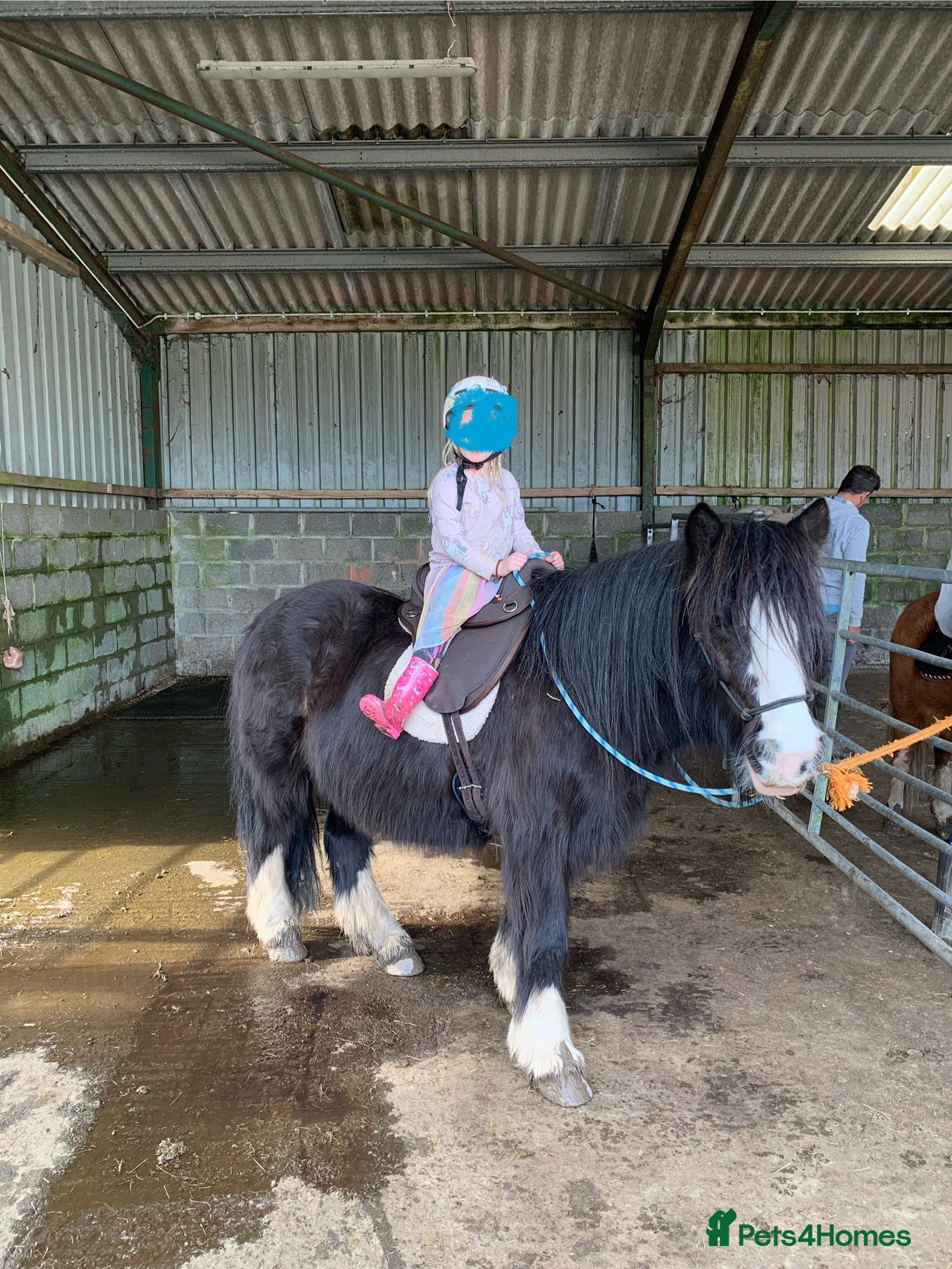 Welsh Section A horses -Luna- in Glogue - Advert 2