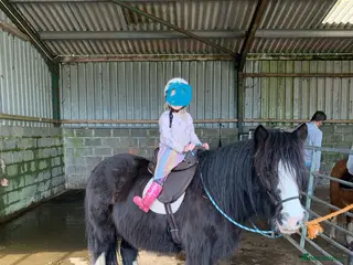 Welsh Section A horses -Luna- in Glogue - Advert 2