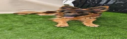 German Shepherd dogs for sale: ONLY 3 GIRLS LEFT!Long haired German Shepherd - Advert 40